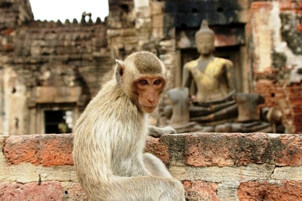 Singe temple lobpuri