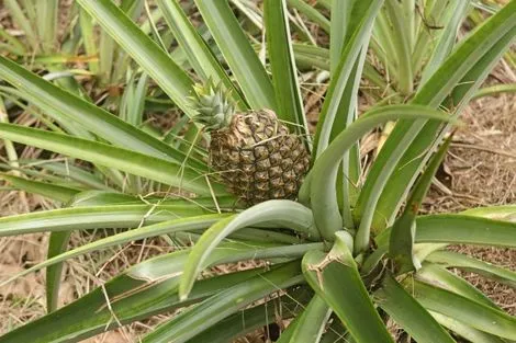 Ananas plantation
