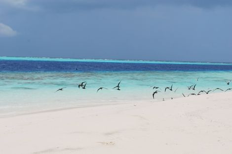 Plage - Croisière A la voile Maldives Dream Premium Male Maldives