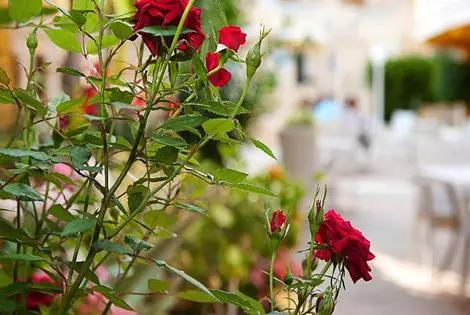 Sejour Cupidor 3* Espagne Palma