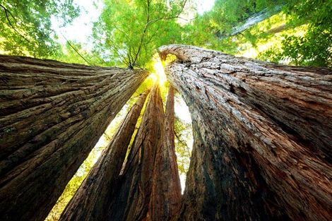 sequoia nationa lpark