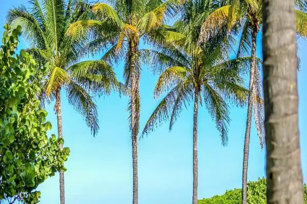 Etats-Unis : Hôtel Crescent Resort On South Beach