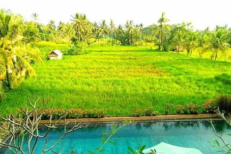 Nature - Inata Bisma Hotel Ubud 3*Sup Denpasar Bali