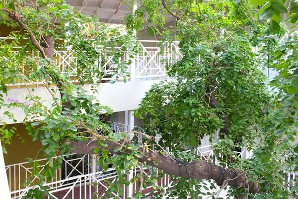 Jamaique : Hôtel Altamont Court Hotel