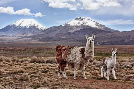 Lamas de l'Altiplano andin