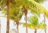 Plage - Bwejuu Beach Palm Villa 3* Zanzibar Tanzanie