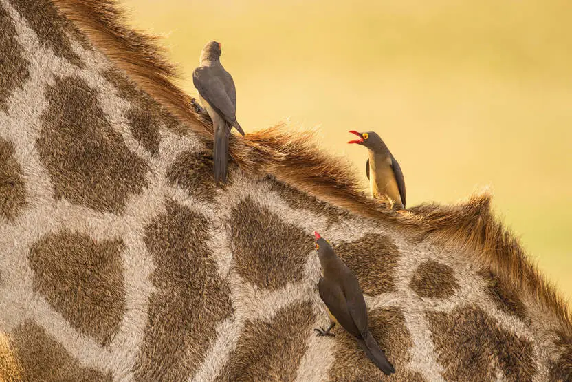 Circuit Légendes du Cap et de la Savane + Extension aux Chutes Victoria