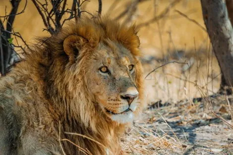 Circuit L'Afrique du Sud Intimiste & Chutes Victoria le_cap Afrique Du Sud