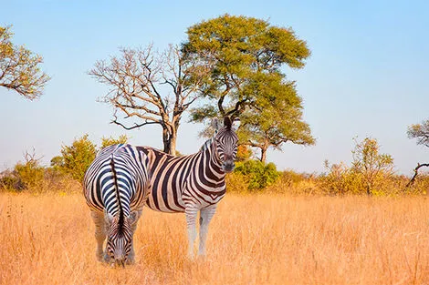 Parc Kruger