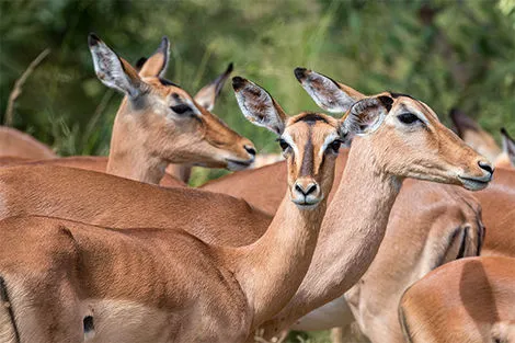 Parc Kruger
