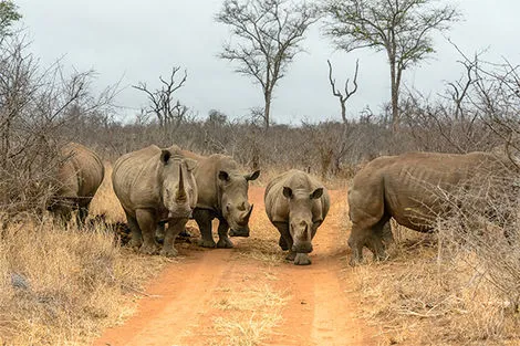 Safari rhinocéros