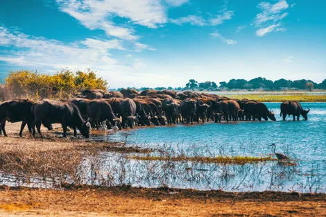 Circuit I love Afrique du Sud, Chutes Victoria & parc Chobe le_cap Afrique Du Sud