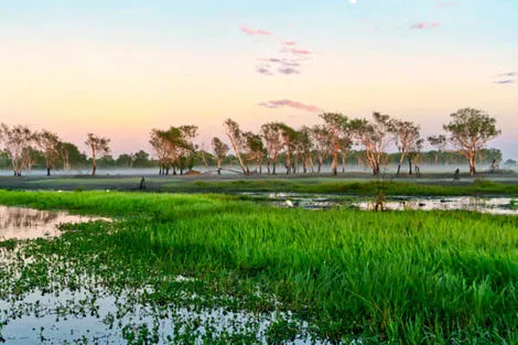 Kakadu
