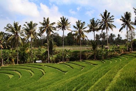Nature - The Akmani Legian 4* Denpasar Bali