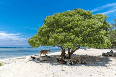 Combiné hôtels Jungle, île de Gili et Sable de Bali denpasar Bali
