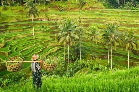 Rizières de Tegalalang