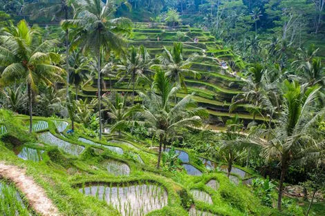 Combiné hôtels Ubud en roue libre & Séjour de 3 nuits au Naya Collection Sol by Mélia denpasar Bali