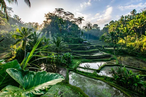 Ubud - Rizière