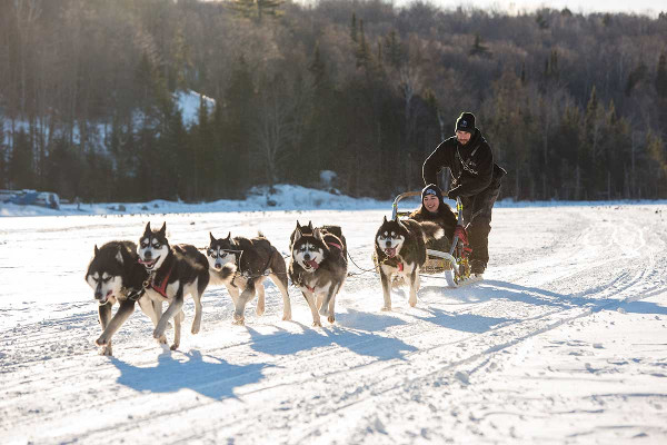 Traineau à chiens - Club Lookea Auberge du Lac Morency