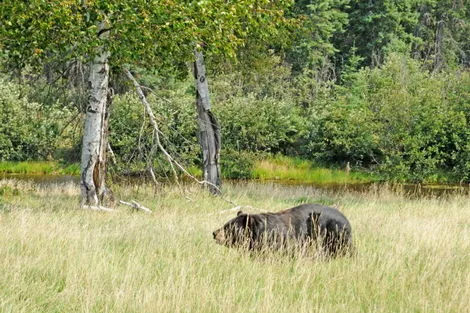 Saint-Félicien (zoo)