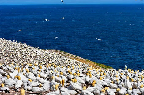 Fous de Bassan, Ile-Bonaventure-et-du-Rocher-Percé