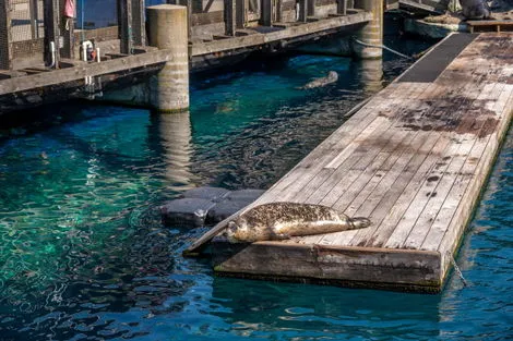 Vancouver (aquarium)
