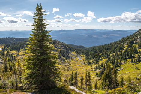Wells Gray