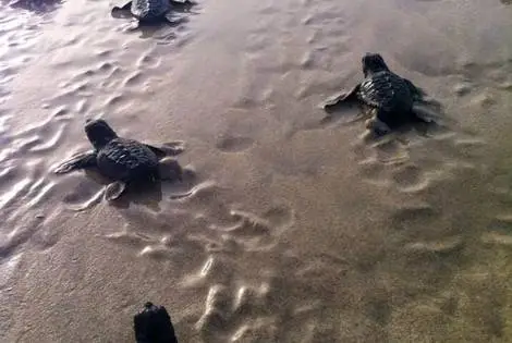 Hôtel Estoril Boavista sal_rei CAP-VERT