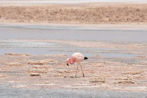 Combiné hôtels Privatif au Chili, Voyage au Coeur de l'Atacama santiago Chili