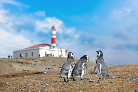 Manchots Île Magdalena