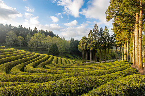 Plantation de thé vert à Boseong