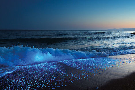 Bioluminescence