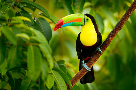 Boca Tapada - Tucan