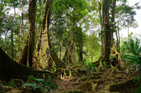 Forêt