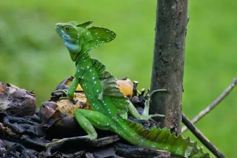 Combiné circuit et hôtel Entre Jungles et Forêts du Costa Rica (petit groupe) + extension Playa Tamarindo san_jose Costa Rica