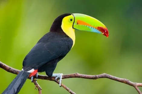 Toucan