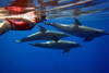 Nage avec les dauphins - Framissima Continental Hurghada 