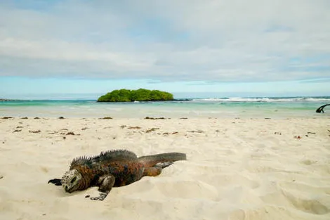 Iguane Galapagos