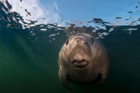 Homosassa Springs