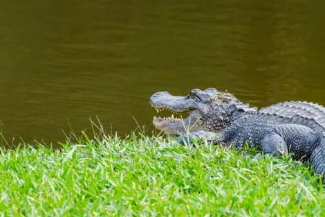Avery Island