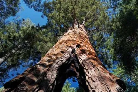 Sequoia du Parc Yosemite
