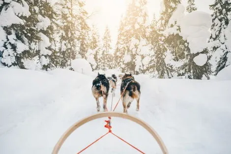 Chiens de traineaux