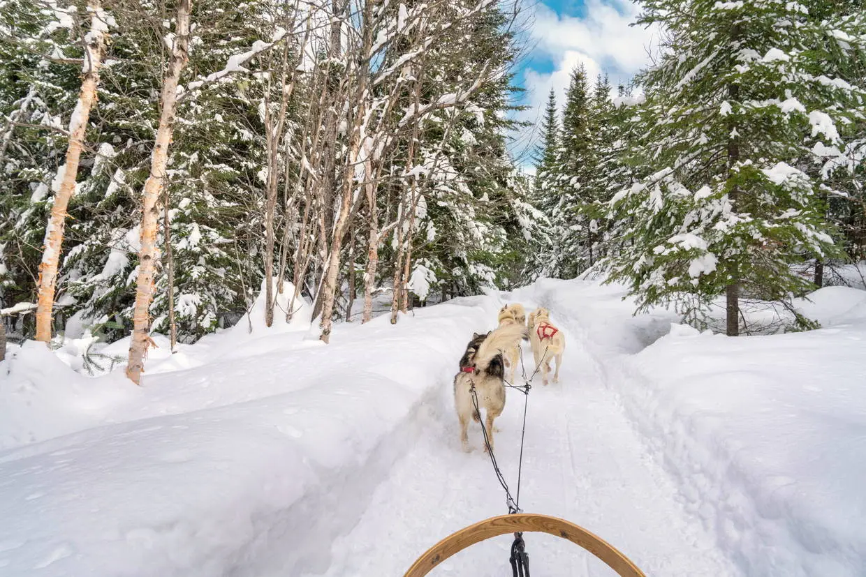Finlande : Club Jumbo Tankavaara Gold Village (activités incluses)