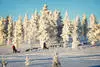 Nature - Club Framissima Premium Holiday Club Laponie (pension complète, activités incluses) 4* Ivalo Finlande