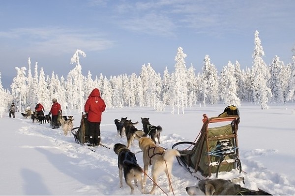 Chiens de traineau