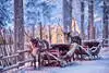 Nature - Hôtel Séjour Activités fêtes de fin d'année à l'hôtel Levi Spa 4* Kittila Finlande