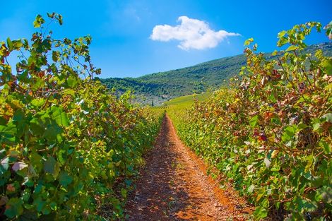Vignes de Nemea