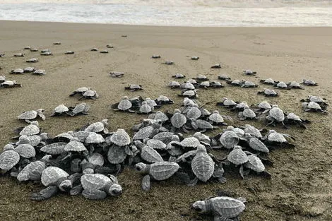 Tortues