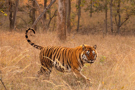 Circuit L’appel de la jungle : sur les traces du tigre du Bengale