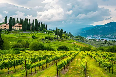 Vignoble Valpolicella
